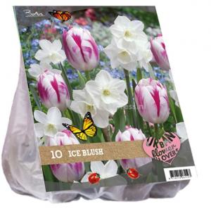 Baltus Urban Flowers Ice blush bloembollen per 15 stuks